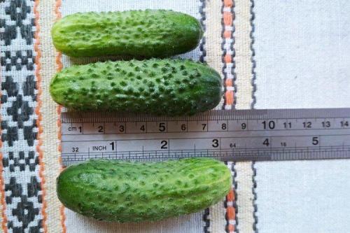 Сорта огурцов для открытого грунта в украине устойчивые к болезням. Лучшие сорта огурцов для открытого грунта: фото и названия (каталог)