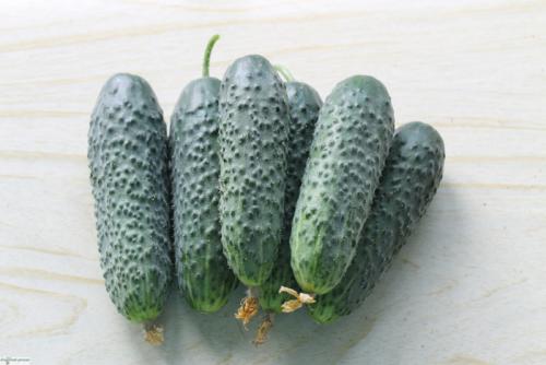 Сорта огурцов для открытого грунта в украине устойчивые к болезням. Лучшие сорта огурцов для открытого грунта: фото и названия (каталог) 18 Сорта огурцов для открытого грунта в украине устойчивые к болезням. Лучшие сорта огурцов для открытого грунта: фото и названия (каталог) 18