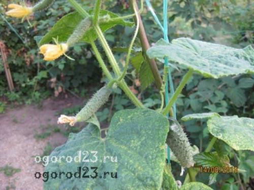 Сорта огурцов устойчивых к жаре. Как выбрать сорт