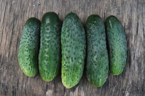 Сорта огурцов для открытого грунта в украине устойчивые к болезням. Лучшие сорта огурцов для открытого грунта: фото и названия (каталог)