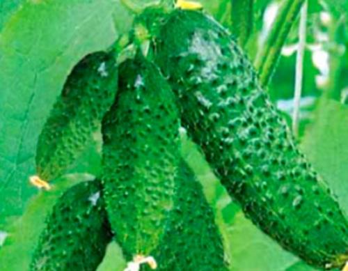 Сорта огурцов, устойчивые к пероноспорозу.
