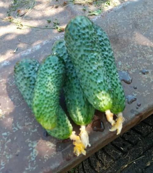 Лучшие сорта огурцов форум. Огурцы 2021