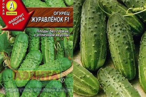 Сорта огурцов, устойчивые к пероноспорозу.