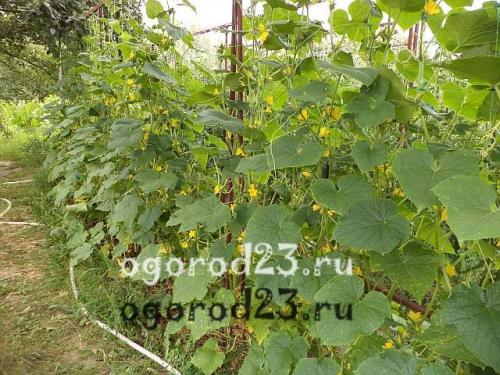 Сорта огурцов устойчивых к жаре. Как выбрать сорт