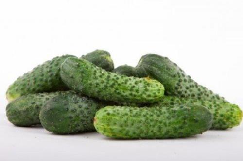 Сорта огурцов для открытого грунта в украине устойчивые к болезням. Лучшие сорта огурцов для открытого грунта: фото и названия (каталог)