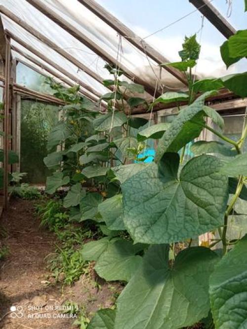 Лучшие сорта огурцов форум. Огурцы 2021