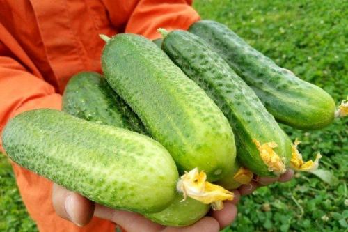 Сорта огурцов для открытого грунта в украине устойчивые к болезням. Лучшие сорта огурцов для открытого грунта: фото и названия (каталог)