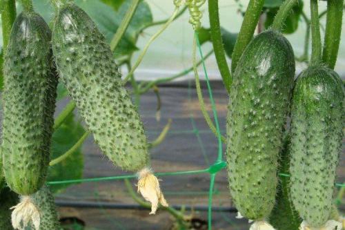 Сорта огурцов для открытого грунта в украине устойчивые к болезням. Лучшие сорта огурцов для открытого грунта: фото и названия (каталог)