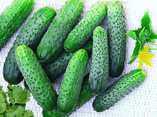 Сорта огурцов для открытого грунта в украине устойчивые к болезням. Лучшие сорта огурцов для открытого грунта: фото и названия (каталог) 19 Сорта огурцов для открытого грунта в украине устойчивые к болезням. Лучшие сорта огурцов для открытого грунта: фото и названия (каталог) 19