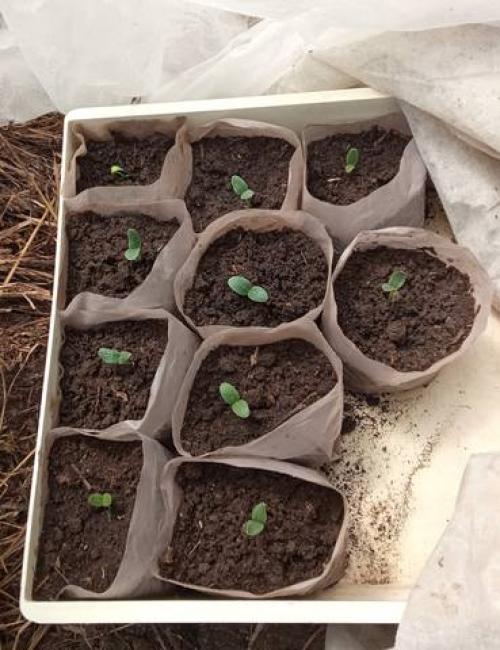 Лучшие сорта огурцов форум. Огурцы 2021