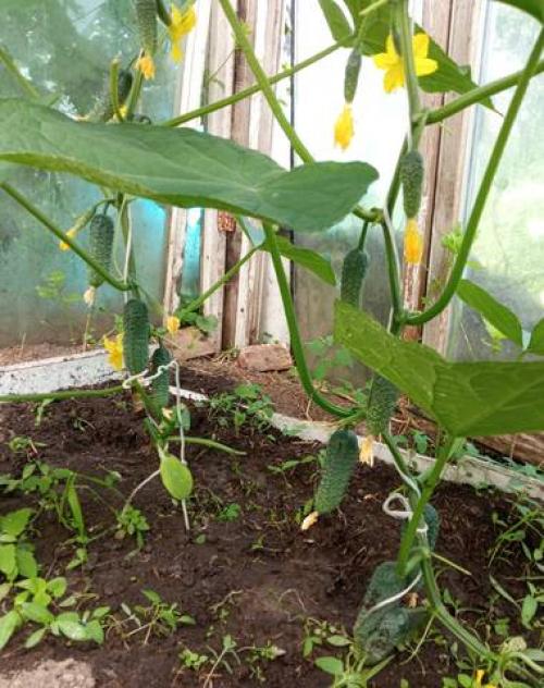 Лучшие сорта огурцов форум. Огурцы 2021