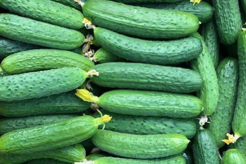 Сорта огурцов для открытого грунта в украине устойчивые к болезням. Лучшие сорта огурцов для открытого грунта: фото и названия (каталог)