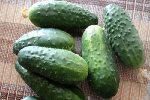 Сорта огурцов для открытого грунта в украине устойчивые к болезням. Лучшие сорта огурцов для открытого грунта: фото и названия (каталог)