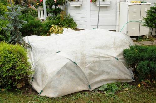 Как укрыть кустовую розу на зиму. 10 лучших вариантов чем и как укрыть розы на зиму в 2022 году