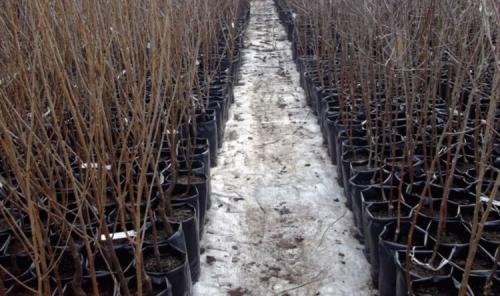 Как выбрать саженец малины: советы для начинающих 01 Как выбрать саженец малины: советы для начинающих 01