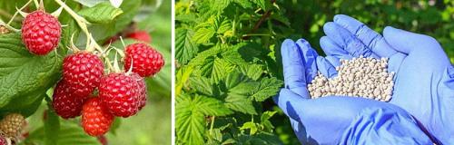 Как собирать урожай с малинового дерева правильно. ОБЯЗАТЕЛЬНЫЕ РАБОТЫ ПО УХОДУ ЗА МАЛИНОЙ ПО МЕСЯЦАМ УХОДУ ЗА МАЛИНОЙ ЛЕТОМ