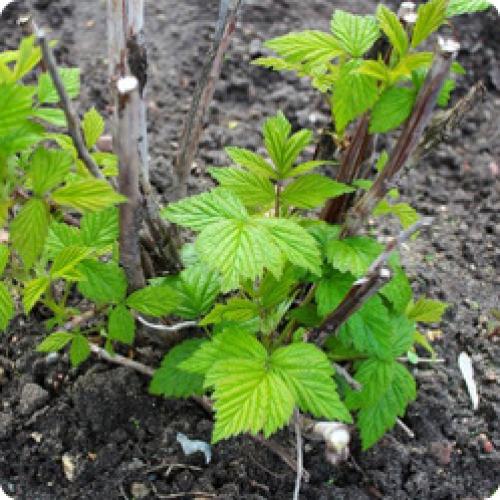 Как собирать урожай с малинового дерева правильно. ОБЯЗАТЕЛЬНЫЕ РАБОТЫ ПО УХОДУ ЗА МАЛИНОЙ ПО МЕСЯЦАМ УХОДУ ЗА МАЛИНОЙ ЛЕТОМ