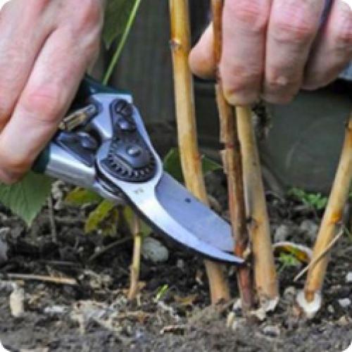 Как собирать урожай с малинового дерева правильно. ОБЯЗАТЕЛЬНЫЕ РАБОТЫ ПО УХОДУ ЗА МАЛИНОЙ ПО МЕСЯЦАМ УХОДУ ЗА МАЛИНОЙ ЛЕТОМ