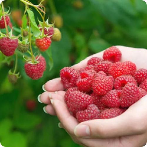 Как собирать урожай с малинового дерева правильно. ОБЯЗАТЕЛЬНЫЕ РАБОТЫ ПО УХОДУ ЗА МАЛИНОЙ ПО МЕСЯЦАМ УХОДУ ЗА МАЛИНОЙ ЛЕТОМ