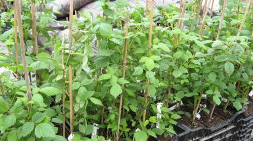 Как определить, здоров ли саженец малины. Все о саженцах малины