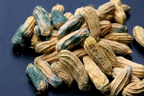 Смертельная плесень. Когда плесень — это яд? Правила безопасности