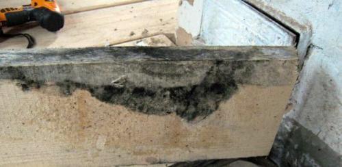 Черная плесень на дереве. Причины появления плесени на деревянных поверхностях