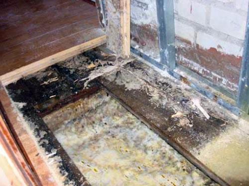 Черная плесень на досках. Как убрать черную плесень с досок