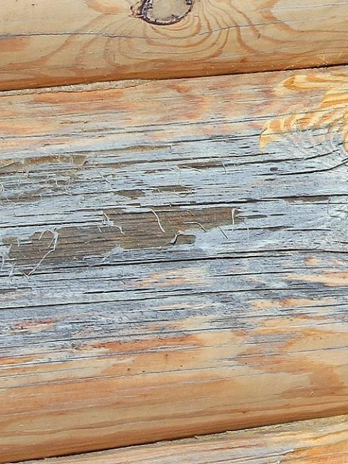 Черная плесень на досках. Как убрать черную плесень с досок 13