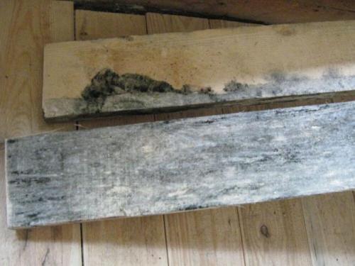 Черная плесень на дереве. Причины появления плесени на деревянных поверхностях