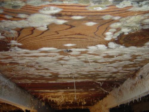 Черная плесень на досках. Как убрать черную плесень с досок 20