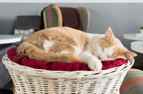 Какие корзины лучше использовать.. Почему плетеные корзины так популярны? 05 Какие корзины лучше использовать.. Почему плетеные корзины так популярны? 05