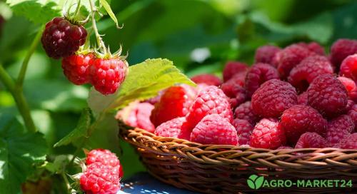 Полное руководство по посадке малины весной: как правильно сажать саженцы в открытый грунт 03 Полное руководство по посадке малины весной: как правильно сажать саженцы в открытый грунт 03