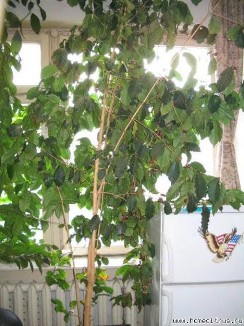 Кофе из семян - форум. #1 Aлекc