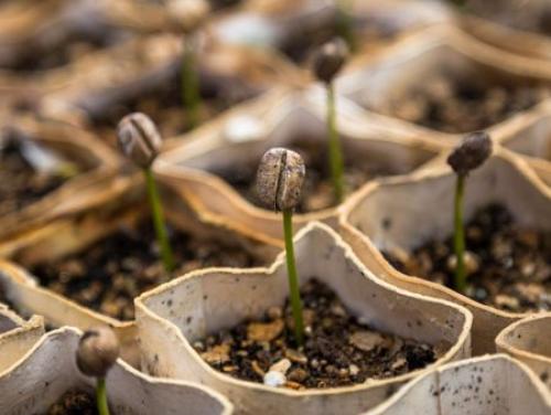 Как вырастить кофейное дерево. Как посадить кофейное дерево