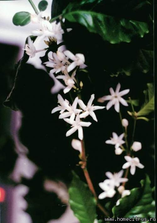 Кофе из семян - форум. #1 Aлекc