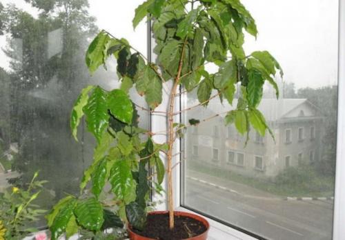 Как вырастить кофе на даче. И красиво, и с пользой —, как вырастить кофейное дерево в домашних условиях