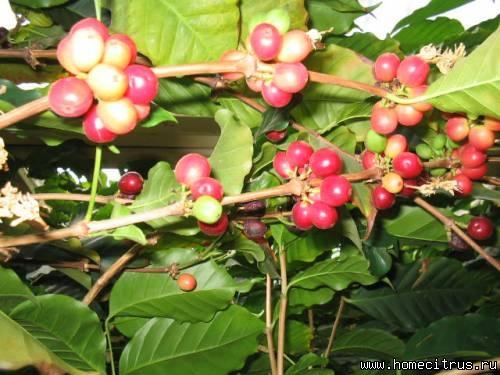 Кофе из семян - форум. #1 Aлекc