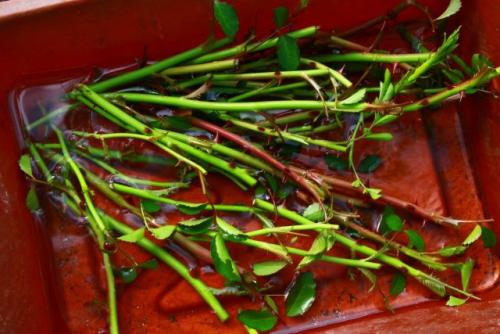 Уход за черенками роз. Зимнее и летнее черенкование роз