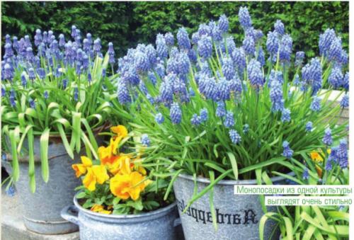 Контейнеры для посадки луковичных в грунт. Выбор контейнера