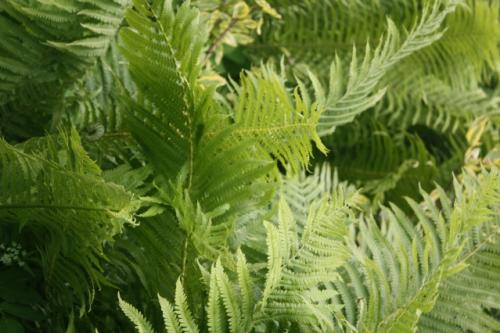 Нужно ли обрезать осенью папоротник. Почему нельзя обрезать на зиму садовые папоротники 01