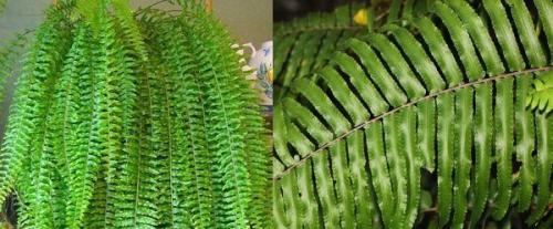 Можно ли обрезать усы у папоротника. Папоротник нефролепис 