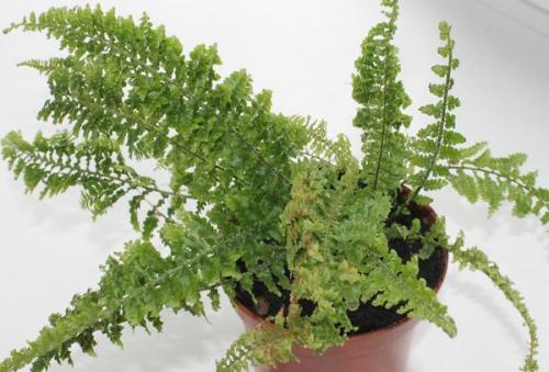 Можно ли обрезать усы у папоротника. Папоротник нефролепис 