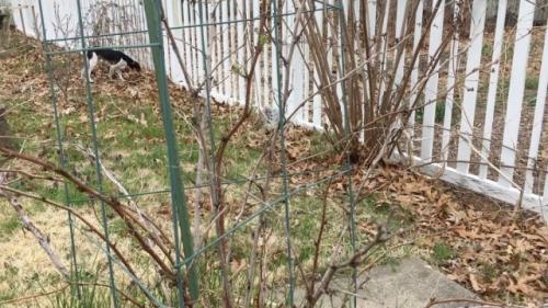 Как часто нужно поливать малину после посадки в зависимости от времени года. Уход за малиной в апреле