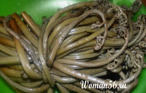 Как солить папоротник в банках. Как солить папоротник