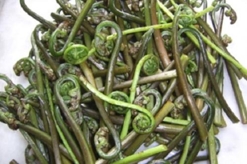 Заготовка папоротника на зиму. Засолка орляка по ГОСТ. 20