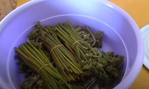 Засолка папоротника на зиму. Как засолить папоротник в домашних условиях — рецепты в банках, по ГОСТу, в рассоле