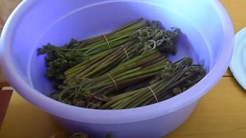 Засолка папоротника на зиму. Как засолить папоротник в домашних условиях — рецепты в банках, по ГОСТу, в рассоле