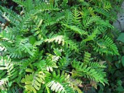 Заготовка папоротника на зиму. Засолка орляка по ГОСТ. 15