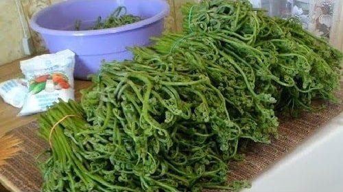 Засолка папоротника по госту. Как солить папоротник орляк сухим способом (в пучках)