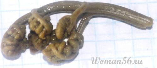 Как солить папоротник в банках. Как солить папоротник